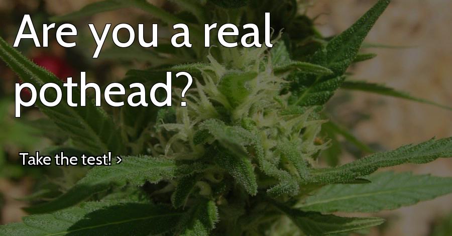 Are you a real pothead?